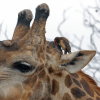 alte Giraffe mit Vogel